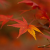 紅葉　まだ撮ります①