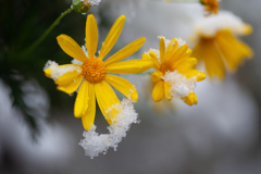 黄色い花　雪の中