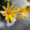 黄色い花　雪の中