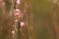 しだれ梅