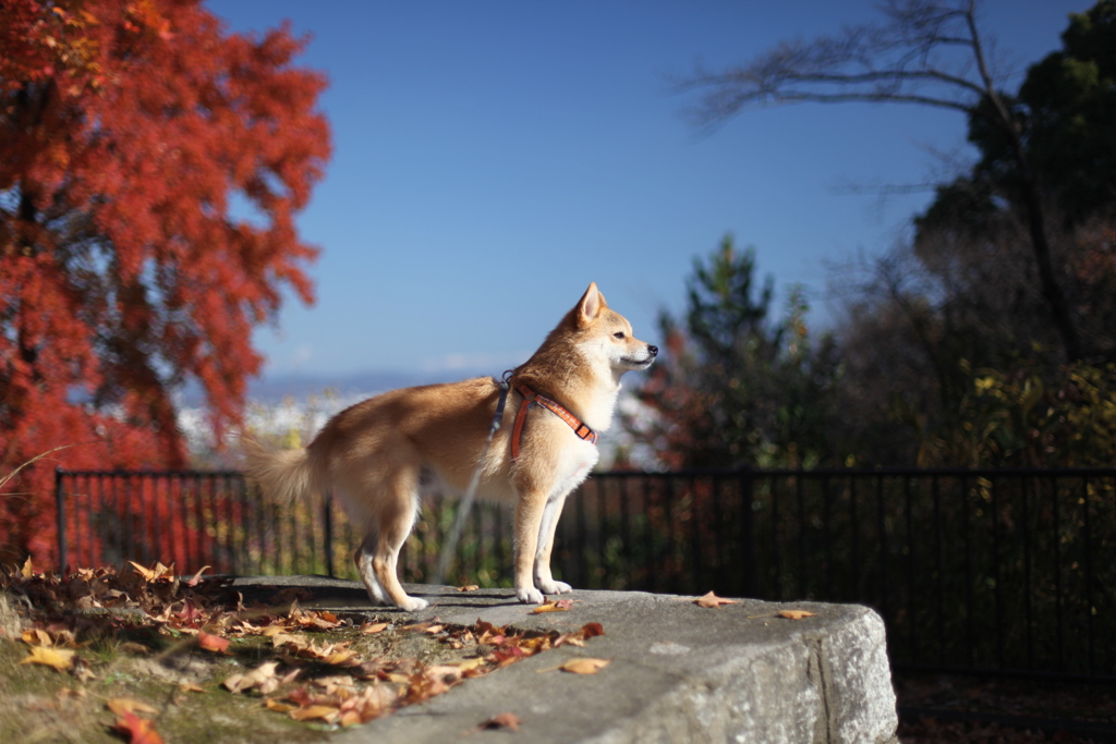 平和堂の紅葉　その②