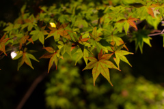 紅葉　なかなかすすまない　東山植物園ライトアップ