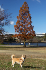 平和公園の紅葉とコロン君