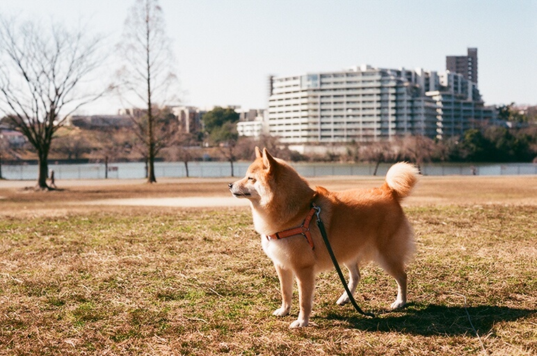 フィルムでコロン君　池のほとり