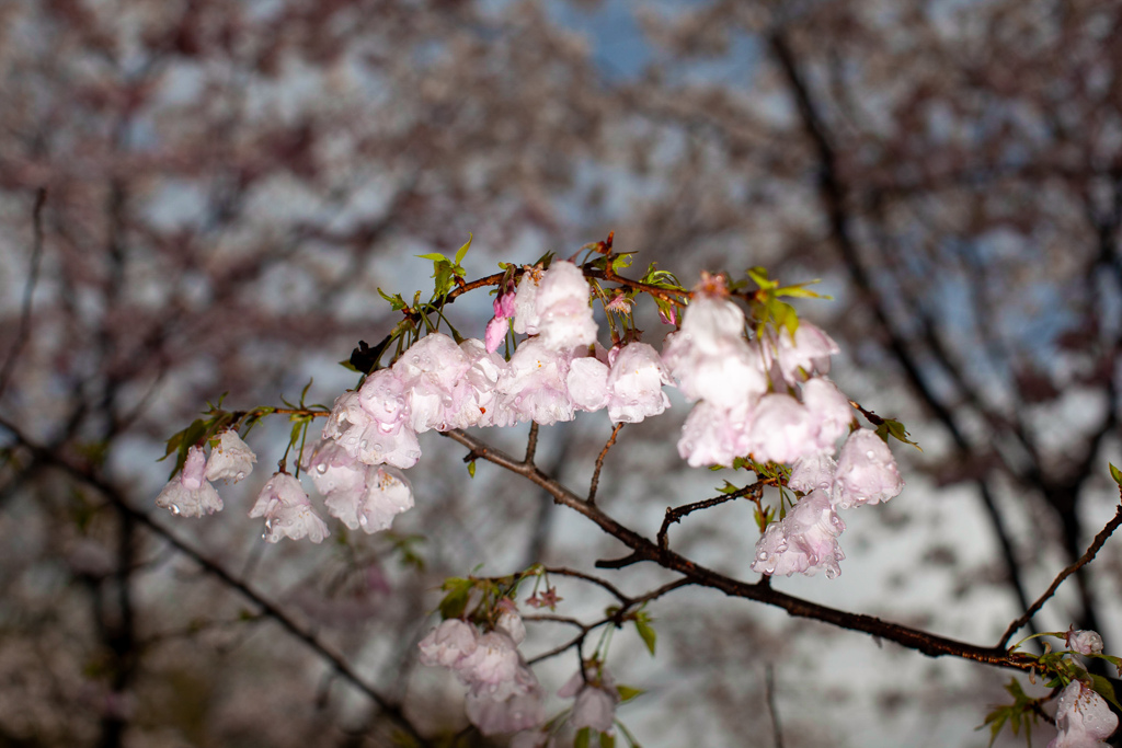桜　