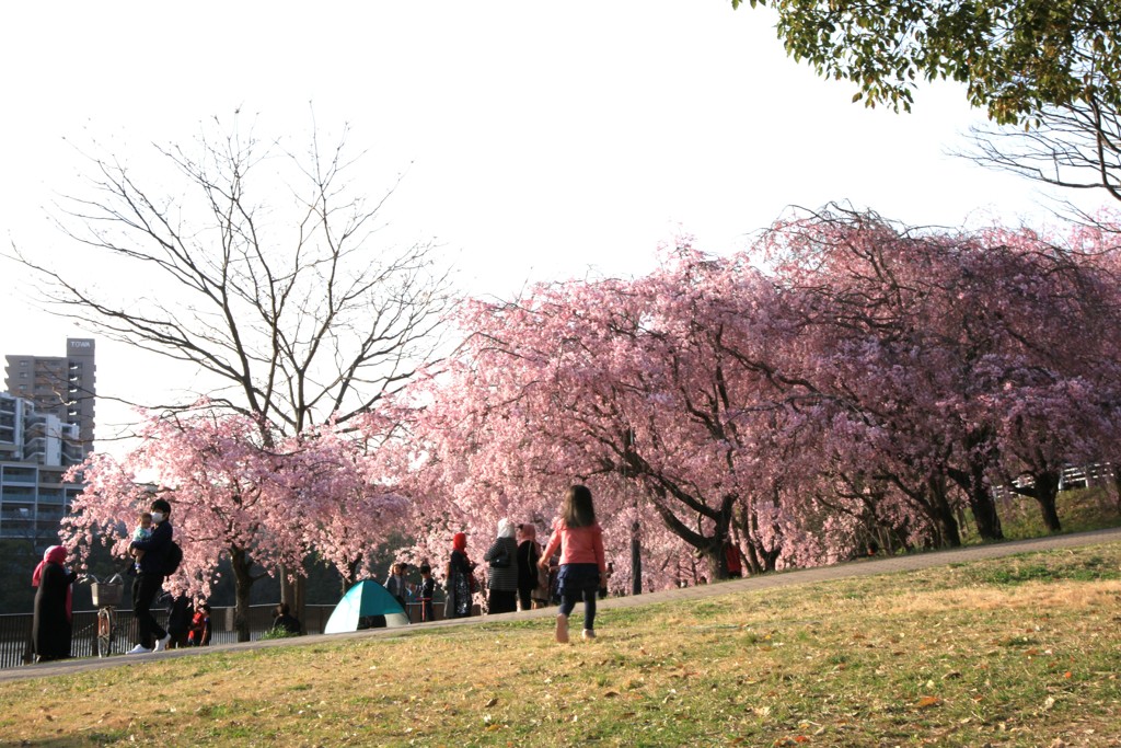 平和公園の桜　それぞれのお花見　その①