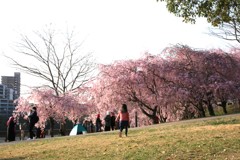 平和公園の桜　それぞれのお花見　その①