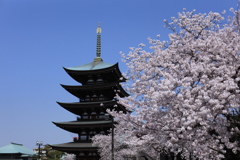 覚王山日泰寺の桜　その③