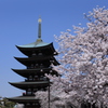 覚王山日泰寺の桜　その③