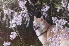 コロン君と平和公園の桜　