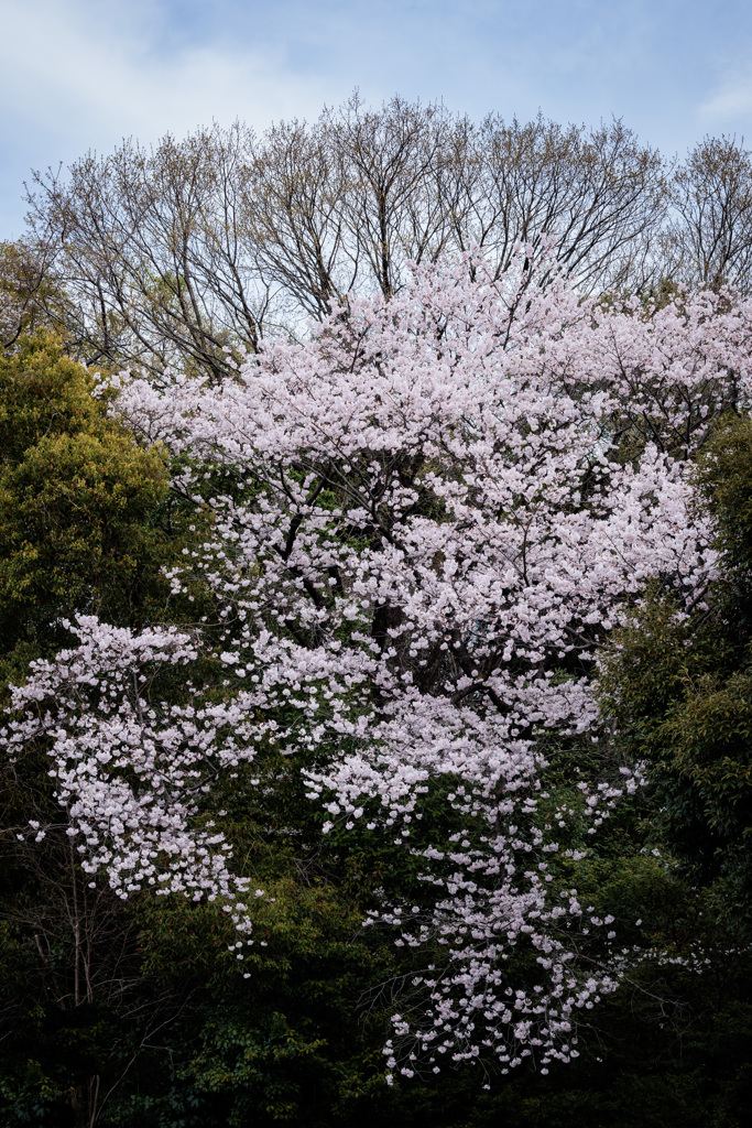 山桜