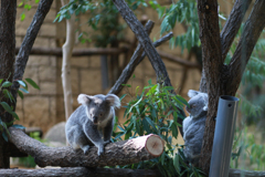 東山動植物園 コアラさん、二人の距離