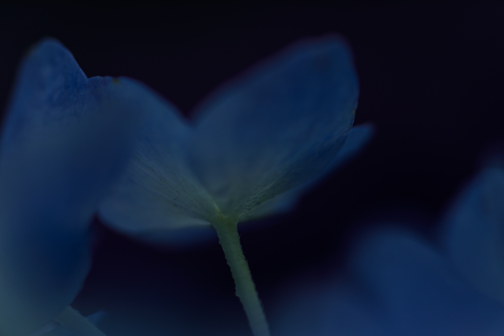 紫陽花　54