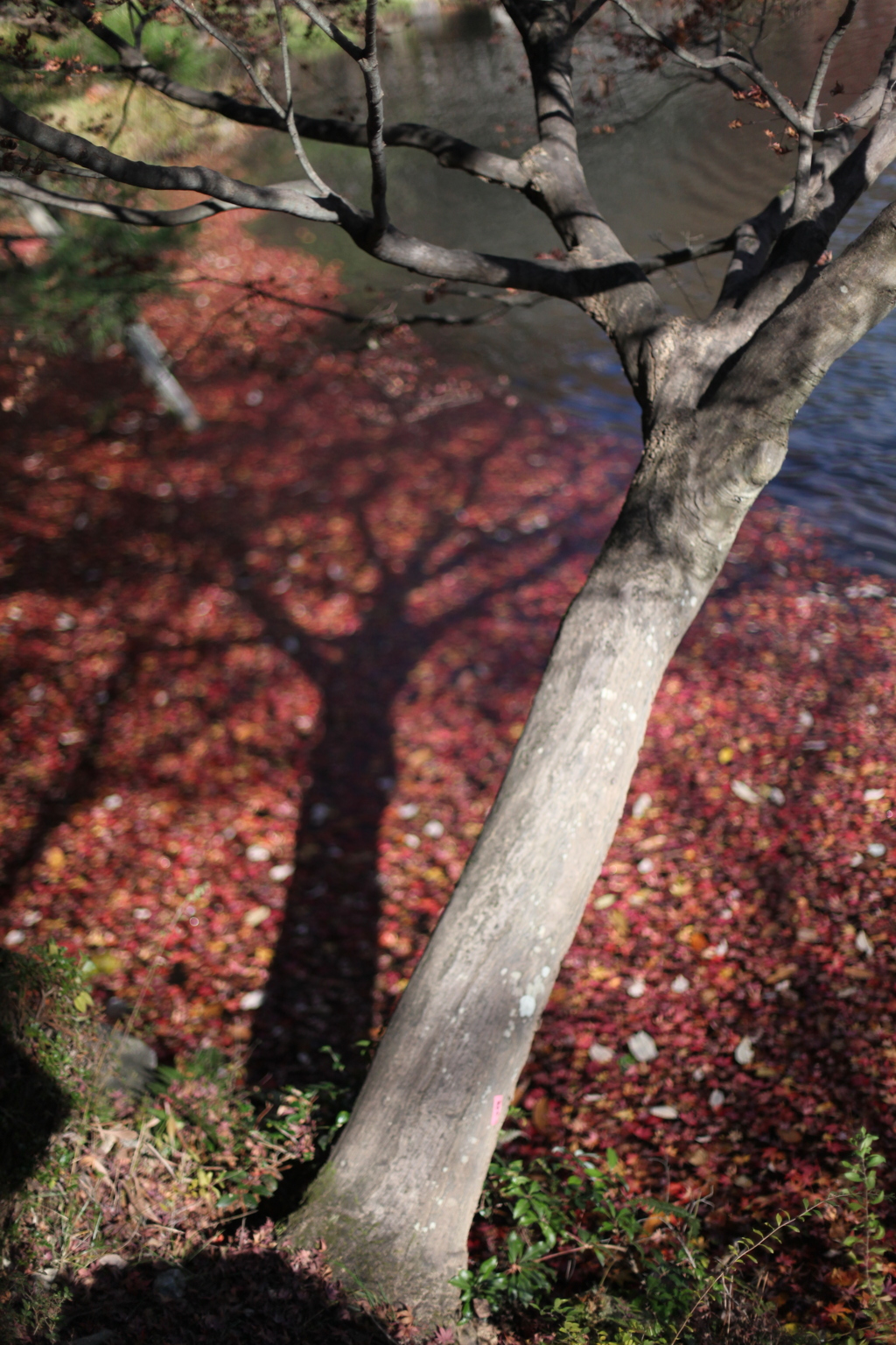 東山動植物園　紅葉終盤その③　水面の紅葉