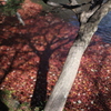 東山動植物園　紅葉終盤その③　水面の紅葉