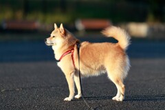 コロン君　朝日を浴びて