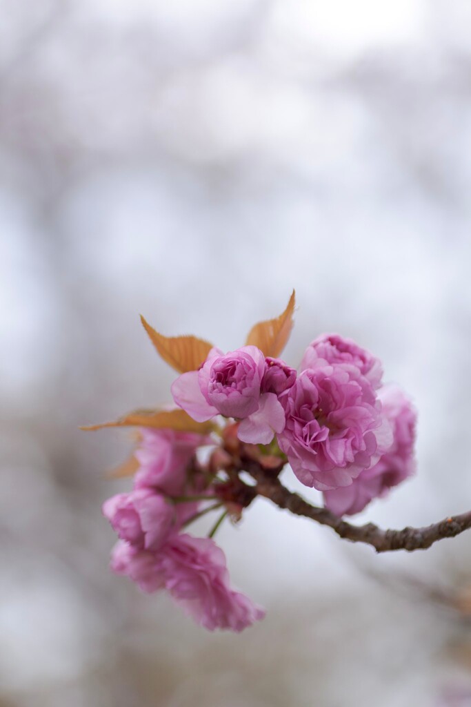 八重桜　④