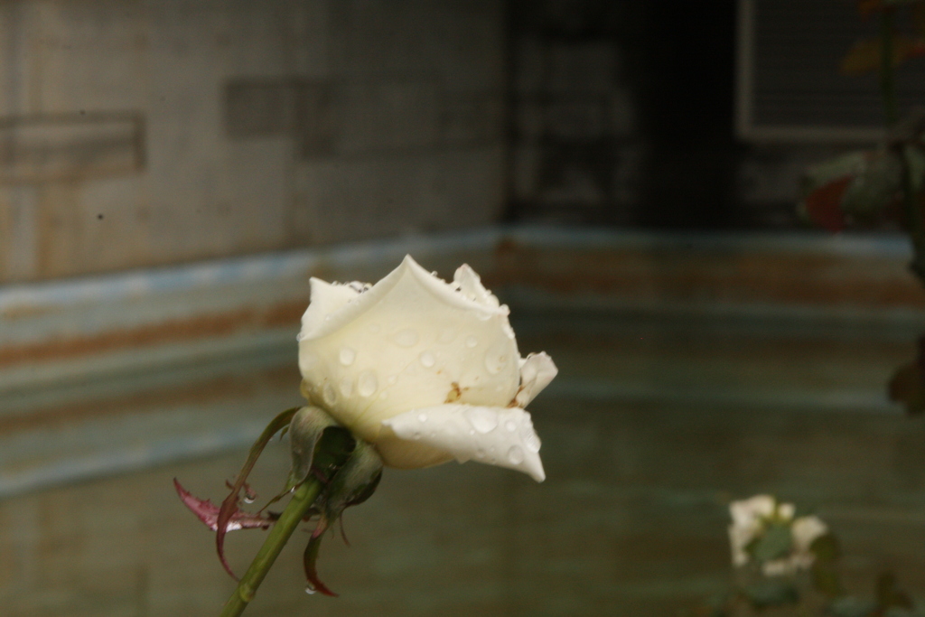 植物園 ローズガーデン♪