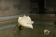 植物園 ローズガーデン♪