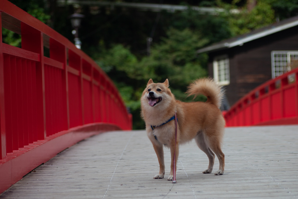 コロン君　in 香嵐渓　