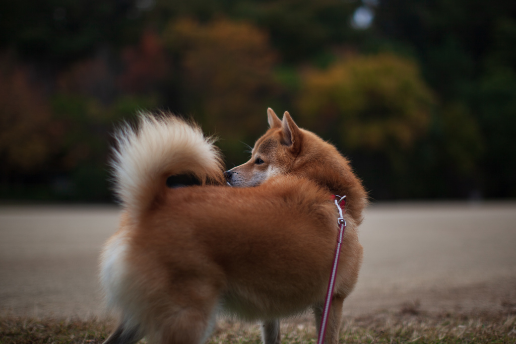 振り向きコロン君