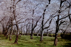 平和公園の桜　