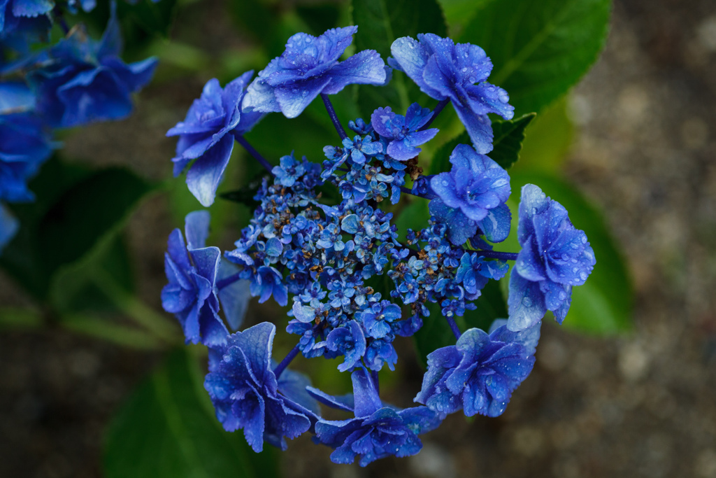 紫陽花　⑧　待望の雨