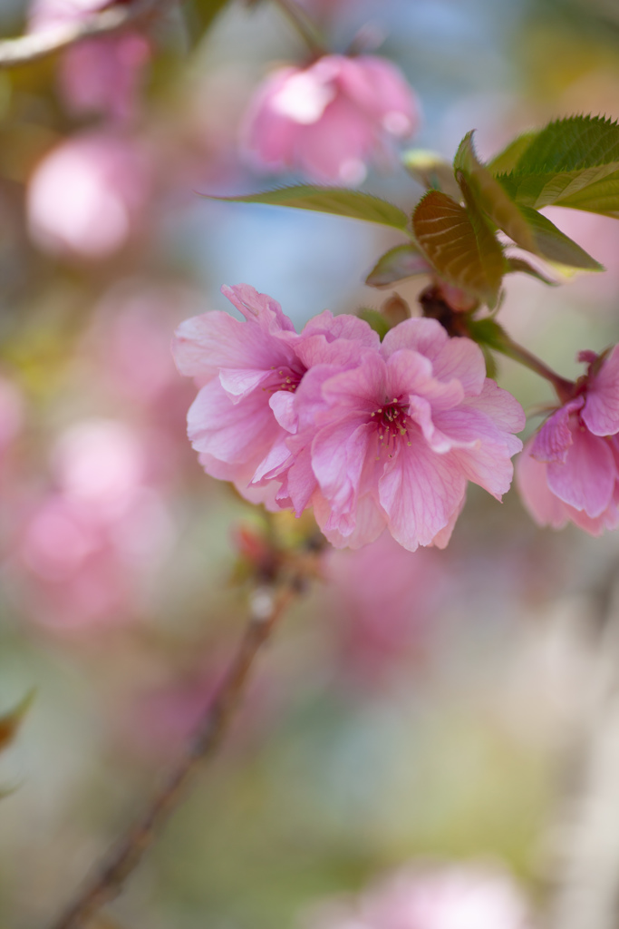 ぼたん桜　