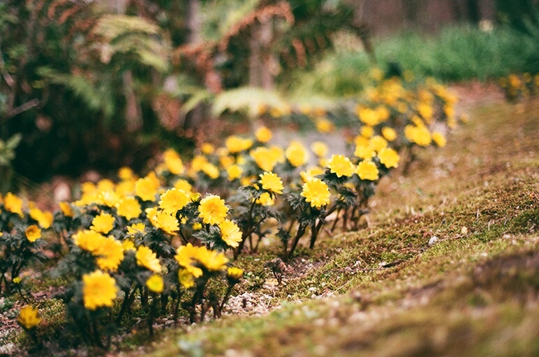 福寿草　フィルム