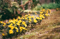 福寿草　フィルム