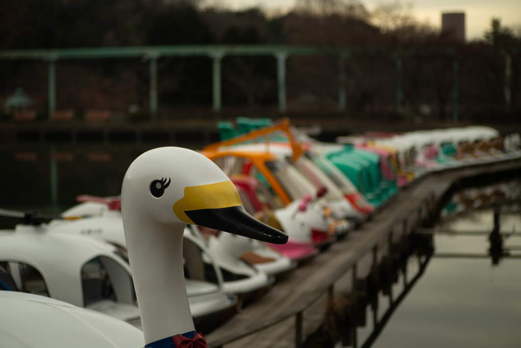あひるさん　ボート池