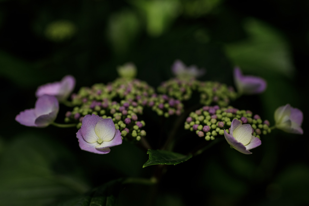 紫陽花　⑫