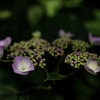 紫陽花　⑫