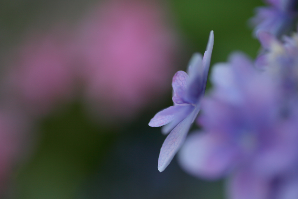 紫陽花　㉝