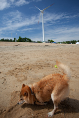 コロン君　on the beach