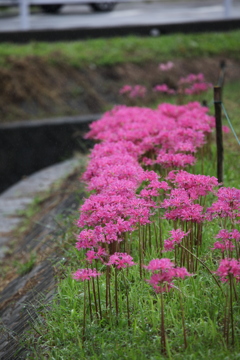 矢勝川堤　彼岸花　ピンク