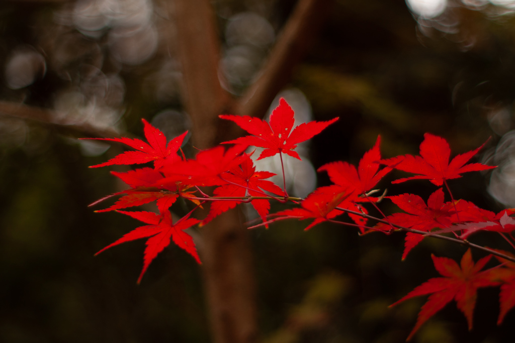 紅葉　もみじ　