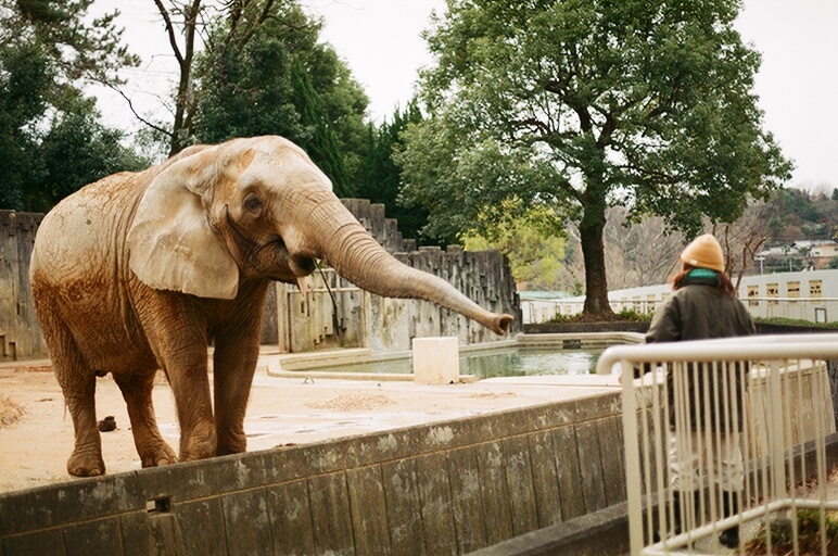 アフリカゾウさんと飼育員さん　フィルムデビュー