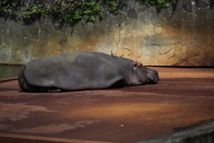 カバさん　東山動物園