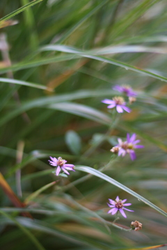 紫のお花