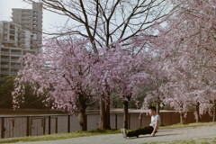 桜と少年