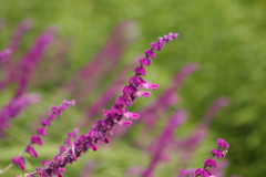 淡い紫　東山植物園