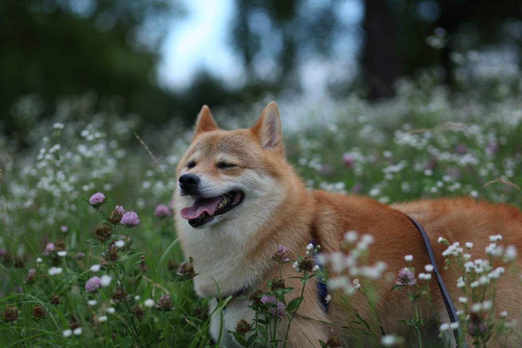 コロン君　草花に包まれて
