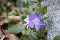 道端の紫のお花　