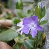 道端の紫のお花　