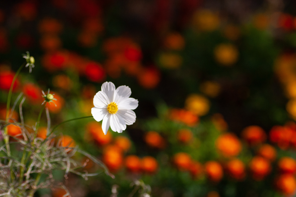 コスモス　白を避けないように！