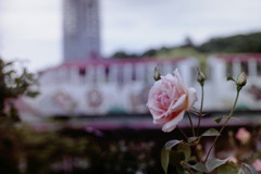 東山動植物園　ローズガーデン　薔薇とモノレールと東山タワー