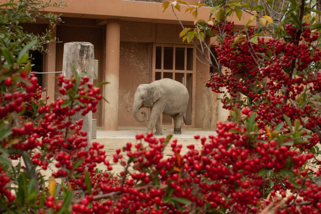 アジア象のさくらちゃん  in 赤いフレーム