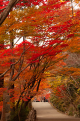 紅葉　東山植物園