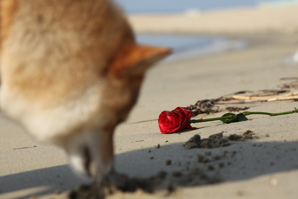 なぜか薔薇 on the beach